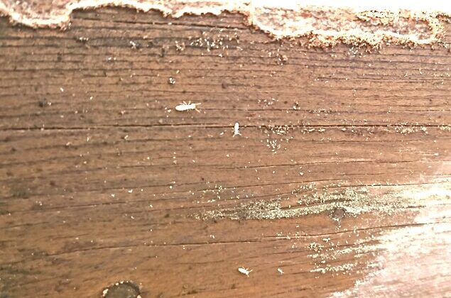 シロアリ薬剤散布が必要